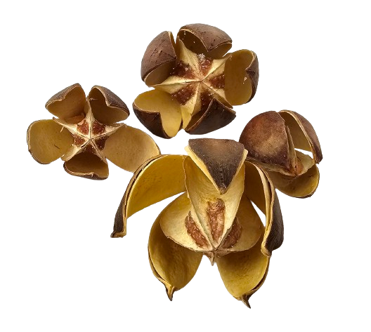 Wild Lily Natural x 20
