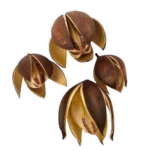Wild Lily Natural x 20-26310