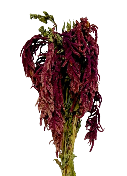 Amaranthus Caudatus Red-0