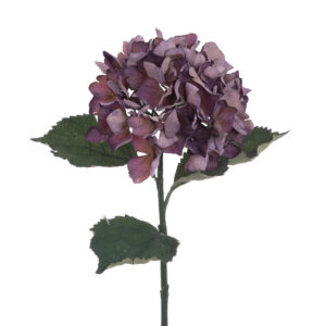 Eco Hydrangea Stem 60cm Plum-0