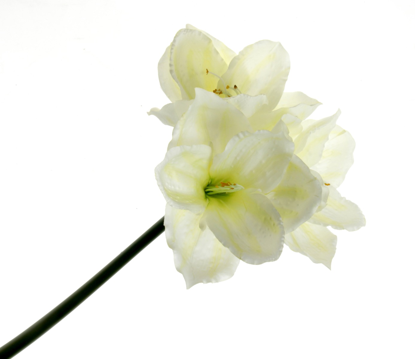 Large Amaryllis Stem - Ivory (3 heads, 75cm long)-0