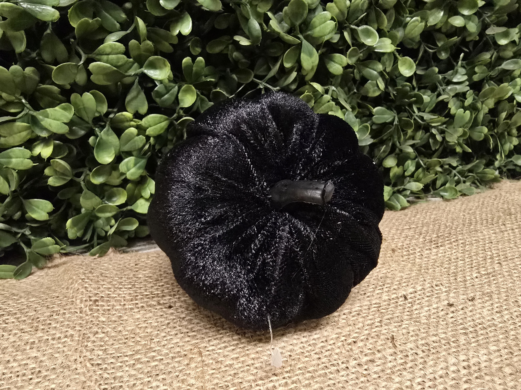 Velvet Pumpkin Black 8cm