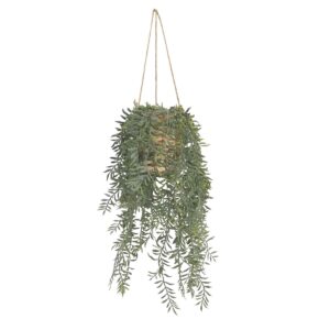 Asparagus Fern In Hanging Basket 70cm-0