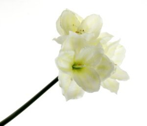Large Amaryllis Stem - Ivory (3 heads, 75cm long)-0