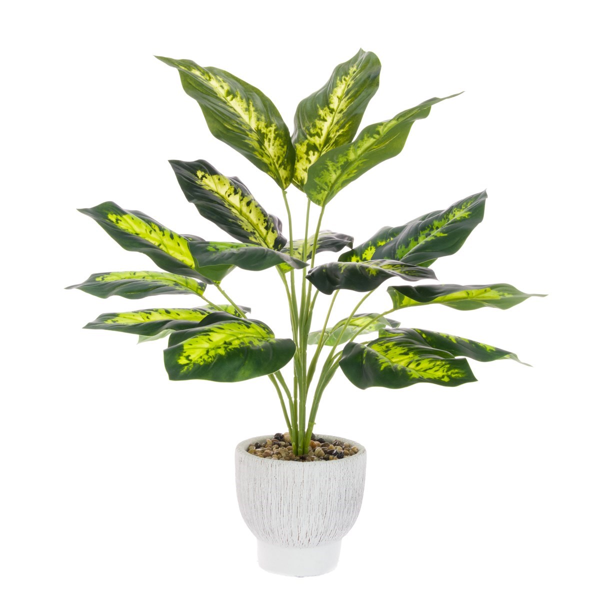 Dieffenbachia In Ceramic Pot App 40cm-0