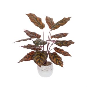 Calathea In Ceramic Pot App 40cm-0