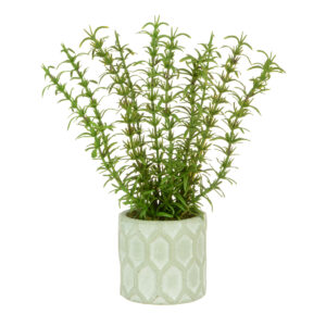 Rosemary Potted 25cm-0