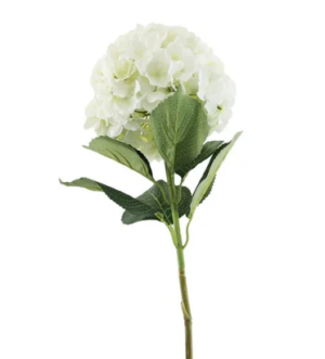 Essential Giant Hydrangea KD - Cream