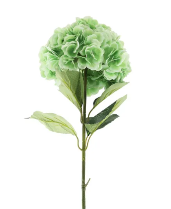Essential Giant Hydrangea KD - Light Green-0