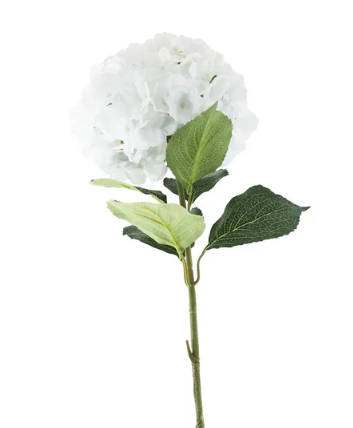 Essential Giant Hydrangea KD - White-0