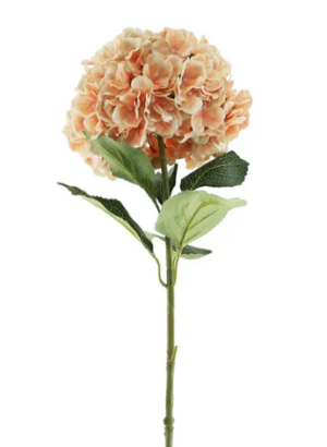 Essential Giant Hydrangea KD - Peach-0