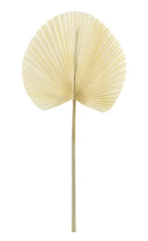 Essential Dry Look Bleached Fan Palm 54cm