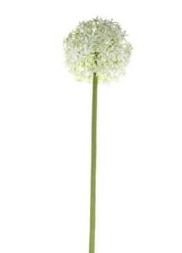 76cm Single Allium Cream/White
