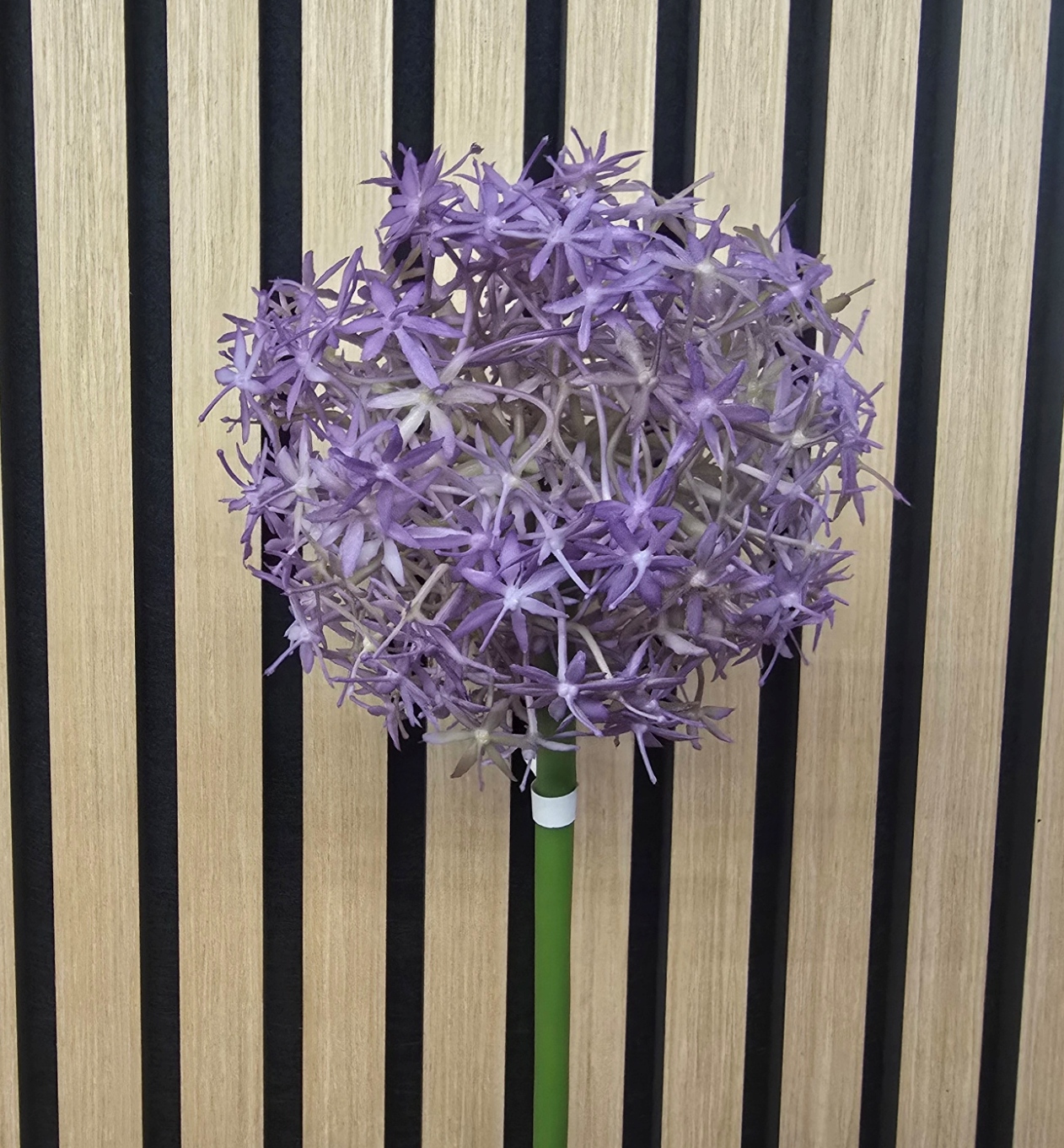 76cm Single Allium Lavender