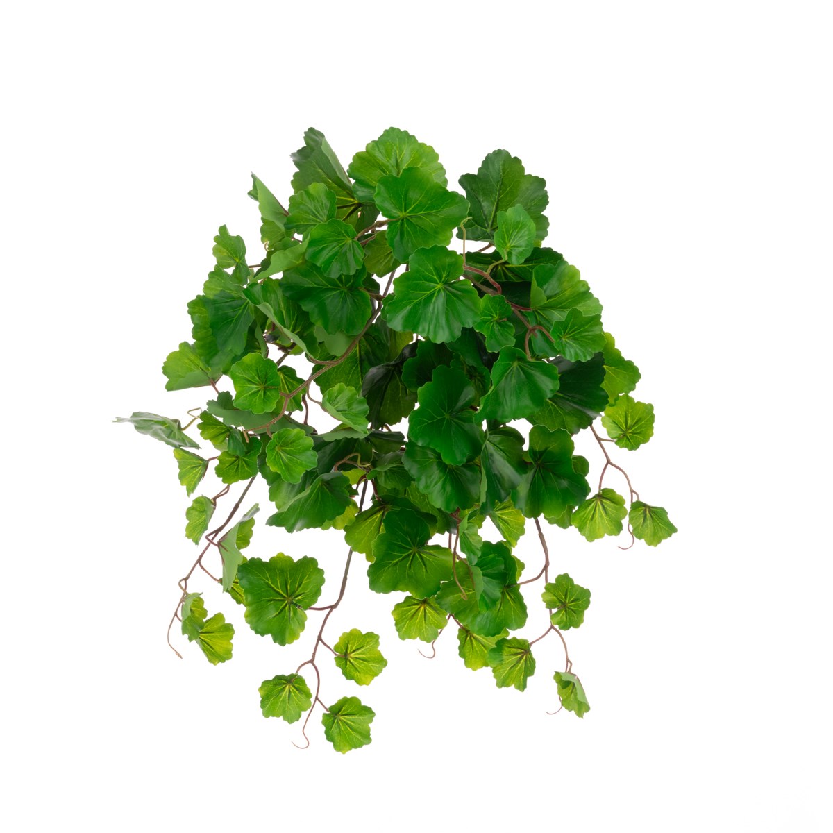 Artificial Aralia Balfouriana Bush UV Protected