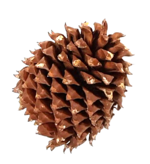 Coulter Cone Natural App 20cm-0