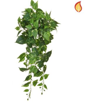 Pothos Trail 80cm FR-0