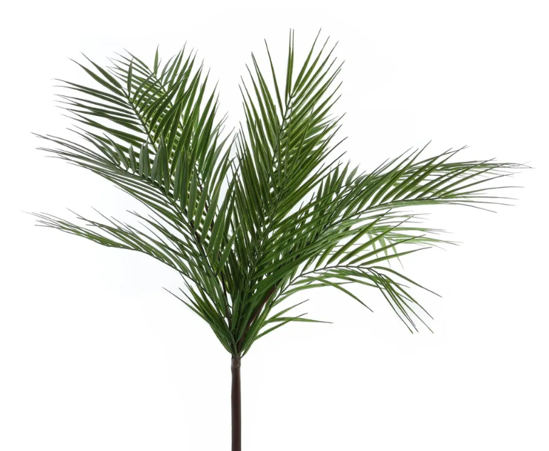 Essential Large Palm Plant 61cm