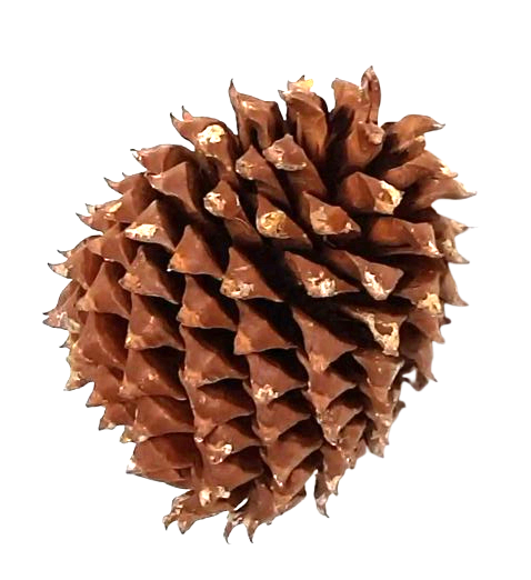 Coulter Cone Natural App 20cm-0