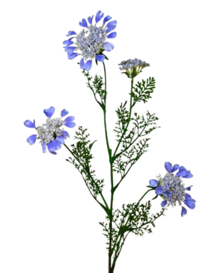 Artificial Queen Annes Lace 96cm Blue-0