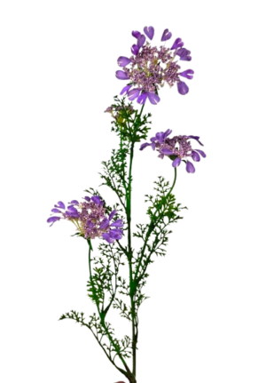 Artificial Queen Annes Lace 96cm Lilac-0