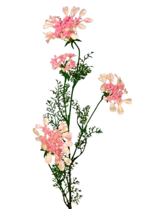 Artificial Queen Annes Lace 96cm Pale Pink-0