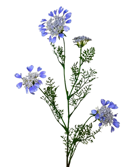 Artificial Queen Annes Lace 96cm Blue-0