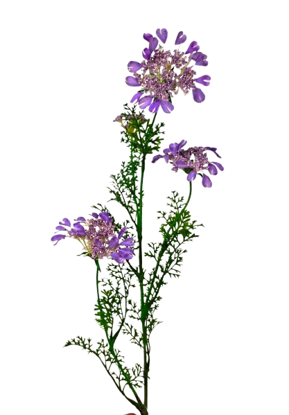 Artificial Queen Annes Lace 96cm Lilac-0