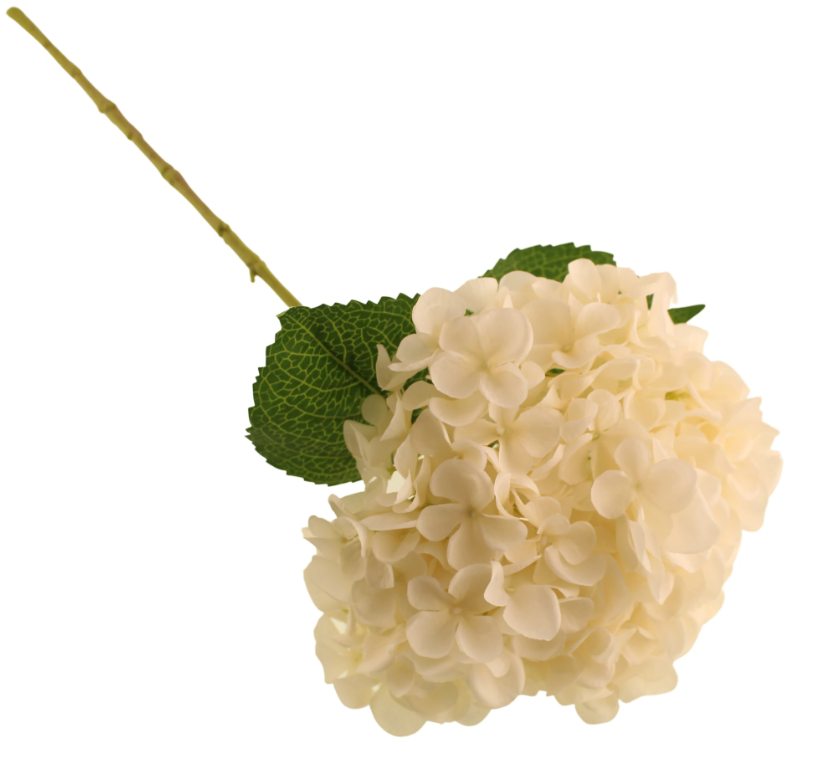 65cm Mophead Hydrangea Cream