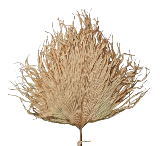 Anahaw Leaves Natural x 5pcs