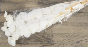 Eucalyptus Populus Bleached App 100g-0