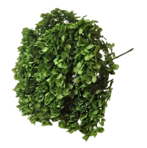 Preserved Hydrangea 25 - 30cm Natural Green-0