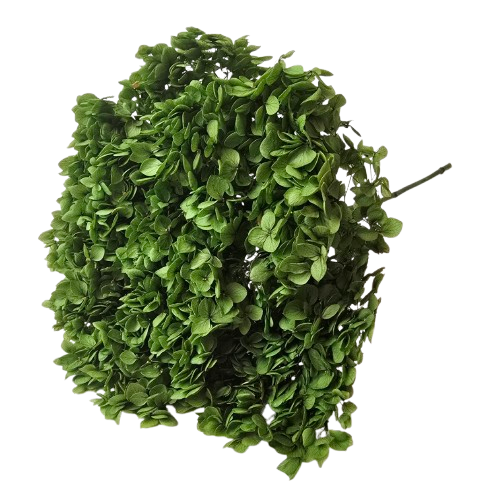 Preserved Hydrangea 25 - 30cm Natural Green-0
