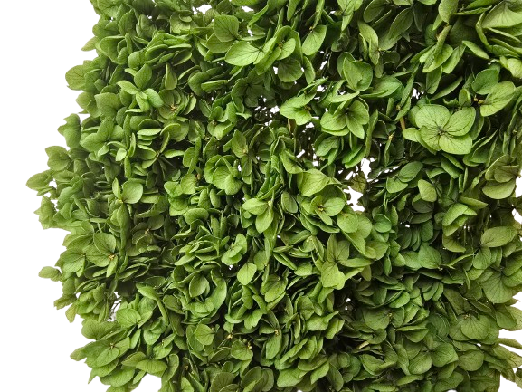 Preserved Hydrangea 25 - 30cm Natural Green-27109