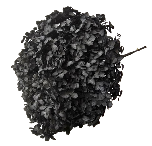 Preserved Hydrangea 25 - 30cm Black-0