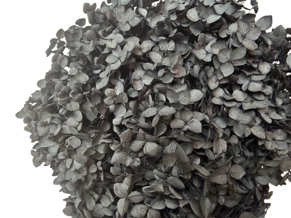 Preserved Hydrangea 25 - 30cm Black-27111