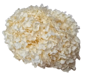 Preserved Hydrangea 25 - 30cm Bleached-0