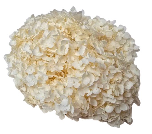 Preserved Hydrangea 25 - 30cm Bleached-0