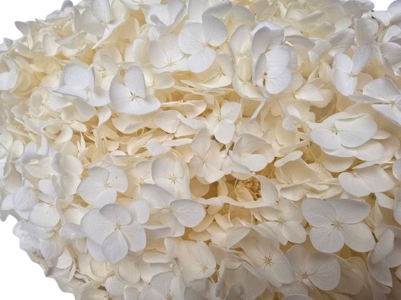 Preserved Hydrangea 25 - 30cm Bleached-27113