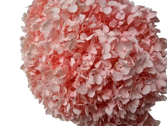 Preserved Hydrangea 25 - 30cm Light Pink-27115