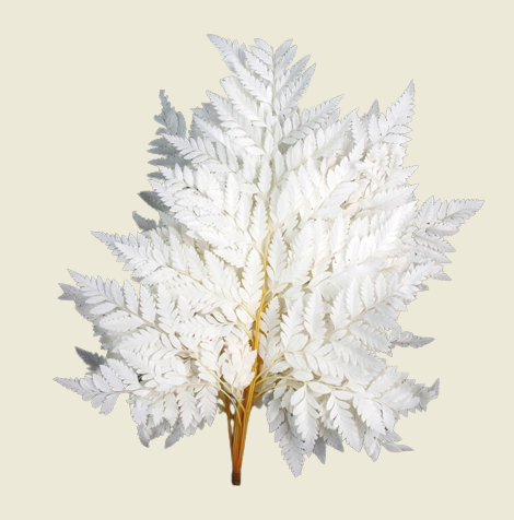 Leather Fern Bleached x 10pcs-0