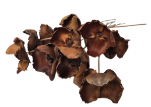 Palm Cup On Stem Natural x 10pcs