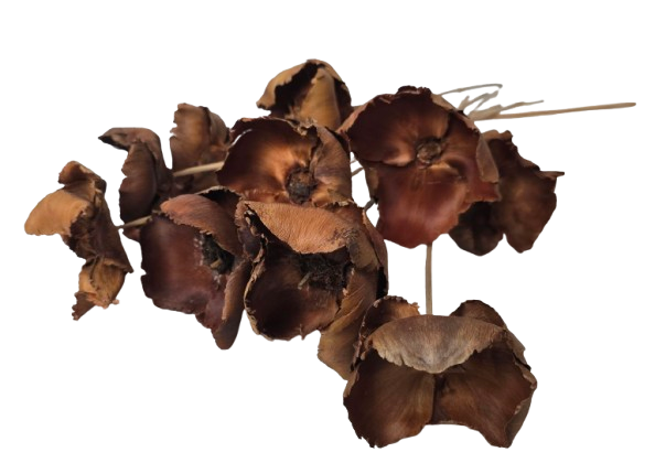 Palm Cup On Stem Natural x 10pcs