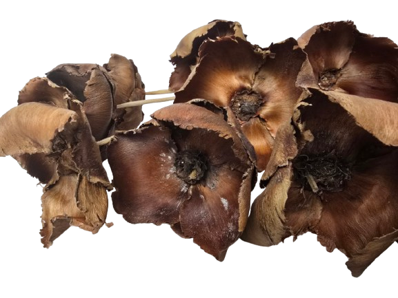 Palm Cup On Stem Natural x 10pcs-27121