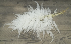 Snow Flake Fern Bleached x 10pcs-0