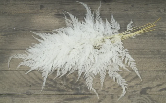 Snow Flake Fern Bleached x 10pcs-0