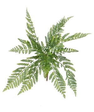 Asplenium Fern Bush 55cm UV Protected-0