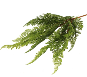 48cm Parsley Fern Green-0