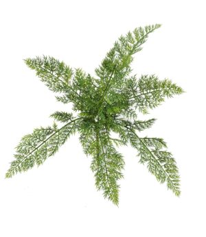 Asparagus Bush 45cm UV Protected-0