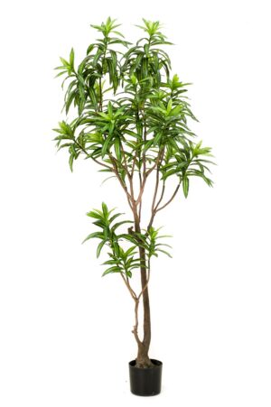 Dracaena Tree 190cm-0